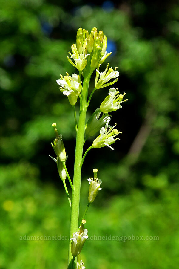 tower mustard (Turritis glabra (Arabis glabra)) [Forest Road 1035, Rogue River-Siskiyou National Forest, Josephine County, Oregon]