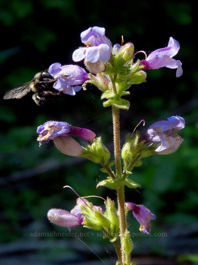 Siskiyou penstemon (Penstemon anguineus (Penstemon rattanii var. minor)) [Forest Road 1035, Rogue River-Siskiyou National Forest, Josephine County, Oregon]