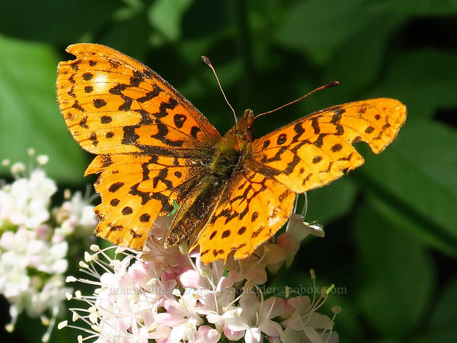 western meadow fritillary butterfly on Sitka valerian (Boloria epithore, Valeriana sitchensis) [Forest Road 1035, Rogue River-Siskiyou National Forest, Josephine County, Oregon]