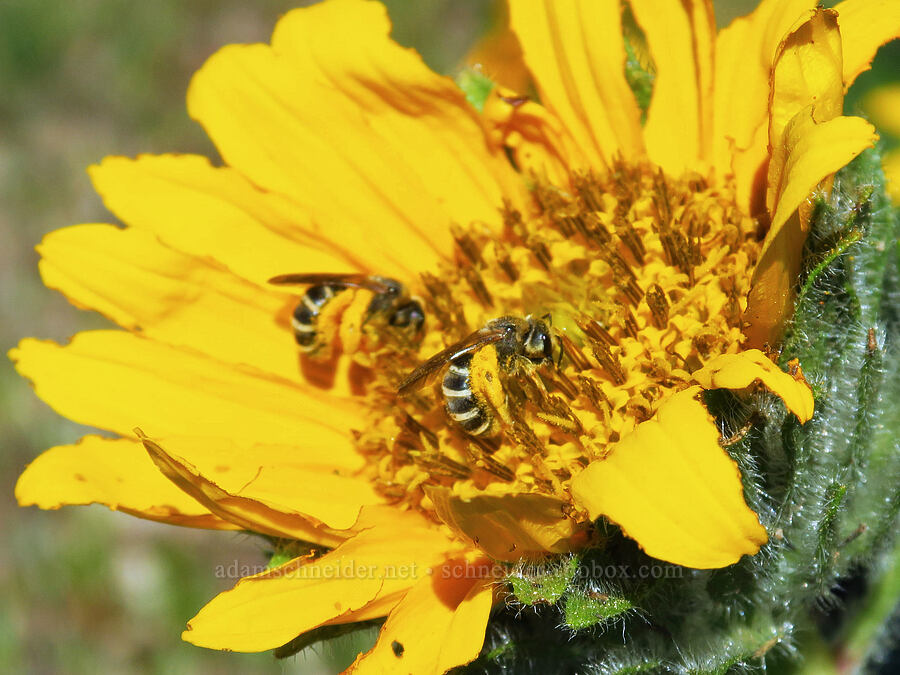 bees on narrow-leaf mule's-ears (Halictus sp., Wyethia angustifolia) [Forest Road 1035-350, Rogue River-Siskiyou National Forest, Josephine County, Oregon]
