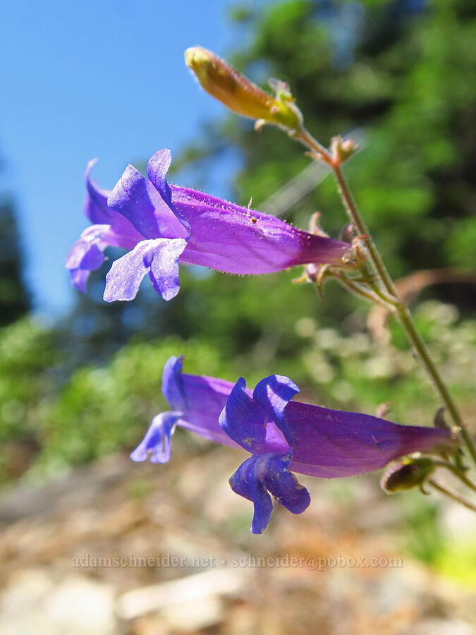 penstemon (which?) (Penstemon sp.) [Whisky Peak Trail, Rogue River-Siskiyou National Forest, Josephine County, Oregon]