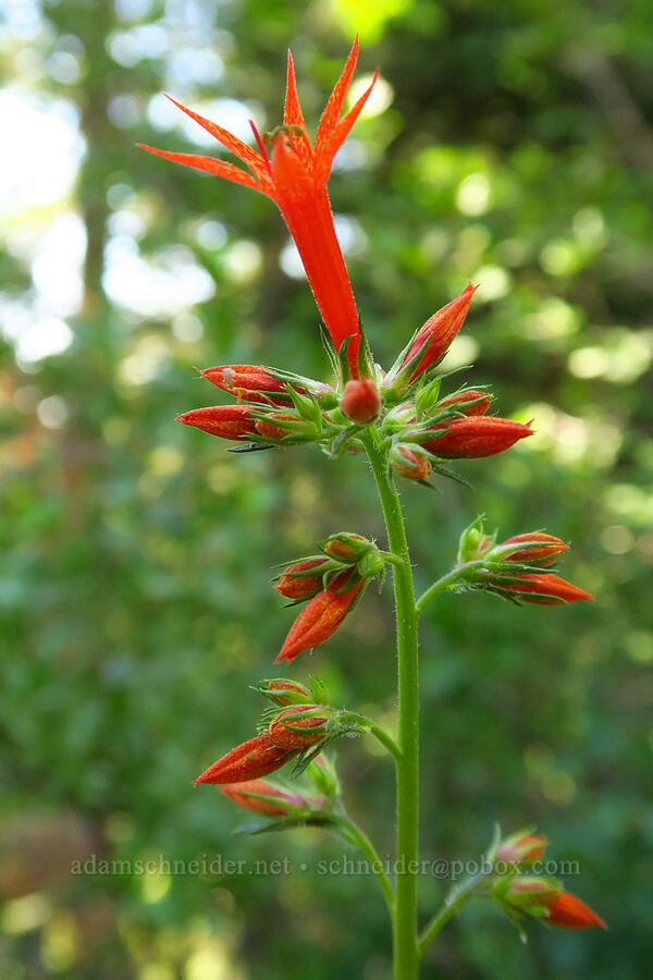 scarlet gilia (Ipomopsis aggregata) [Whisky Peak Trail, Rogue River-Siskiyou National Forest, Josephine County, Oregon]