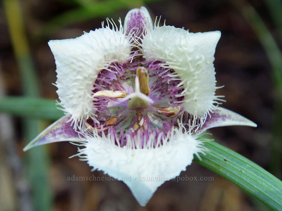 dwarf cat's ear (mariposa lily) (Calochortus elegans var. nanus) [Whisky Peak Trail, Rogue River-Siskiyou National Forest, Josephine County, Oregon]