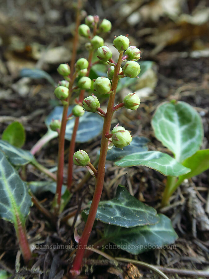 cryptic pyrola, budding (Pyrola crypta (Pyrola picta)) [Whisky Peak Trail, Rogue River-Siskiyou National Forest, Josephine County, Oregon]