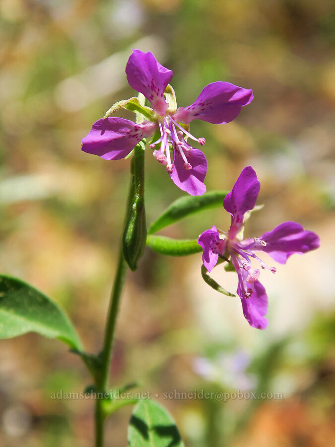 diamond clarkia (Clarkia rhomboidea) [Whisky Peak Trail, Rogue River-Siskiyou National Forest, Josephine County, Oregon]