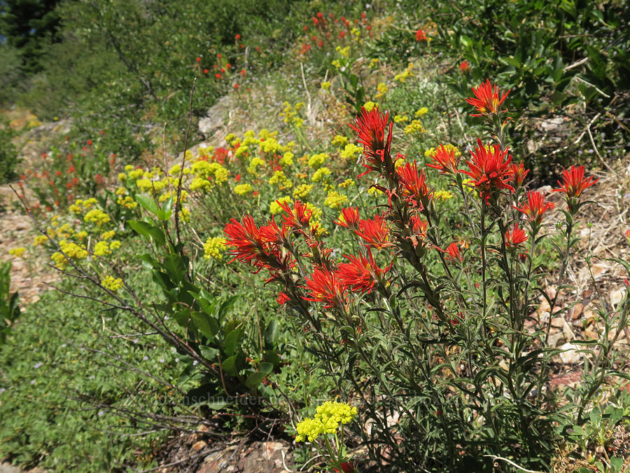 wavy-leaf paintbrush & sulphur-flower buckwheat (Castilleja applegatei var. pinetorum, Eriogonum umbellatum) [Whisky Peak Trail, Rogue River-Siskiyou National Forest, Josephine County, Oregon]