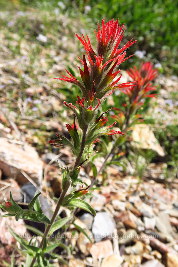 frosted paintbrush (Castilleja pruinosa) [Whisky Peak Trail, Rogue River-Siskiyou National Forest, Josephine County, Oregon]