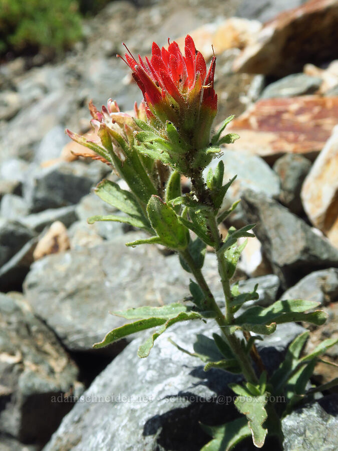 short-lobe paintbrush (Castilleja brevilobata (Castilleja hispida ssp. brevilobata)) [Whisky Peak Trail, Rogue River-Siskiyou National Forest, Josephine County, Oregon]