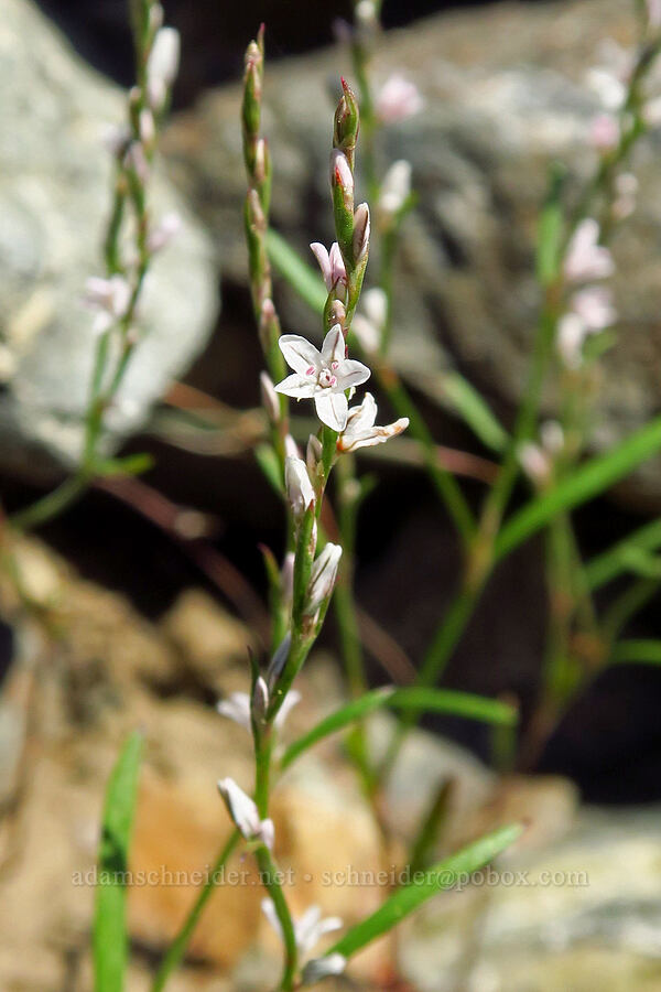 wiry knotweed (Polygonum majus) [Whisky Peak Trail, Rogue River-Siskiyou National Forest, Josephine County, Oregon]