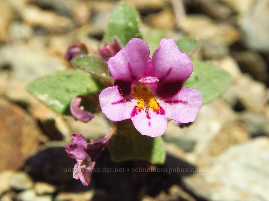 dwarf pink monkeyflower (Diplacus nanus (Mimulus nanus)) [Whisky Peak Trail, Rogue River-Siskiyou National Forest, Josephine County, Oregon]