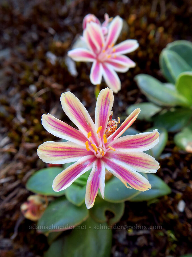 Siskiyou lewisia (Lewisia cotyledon var. cotyledon) [Whisky Peak, Rogue River-Siskiyou National Forest, Josephine County, Oregon]