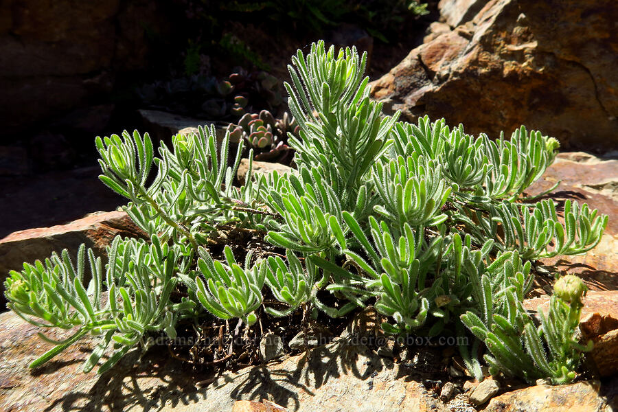 Klamath fleabane, budding (Erigeron klamathensis (Erigeron breweri var. klamathensis)) [Whisky Peak, Rogue River-Siskiyou National Forest, Josephine County, Oregon]
