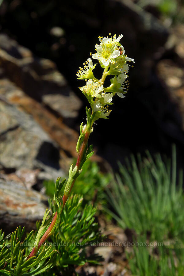 partridgefoot (Luetkea pectinata) [Whisky Peak, Rogue River-Siskiyou National Forest, Josephine County, Oregon]