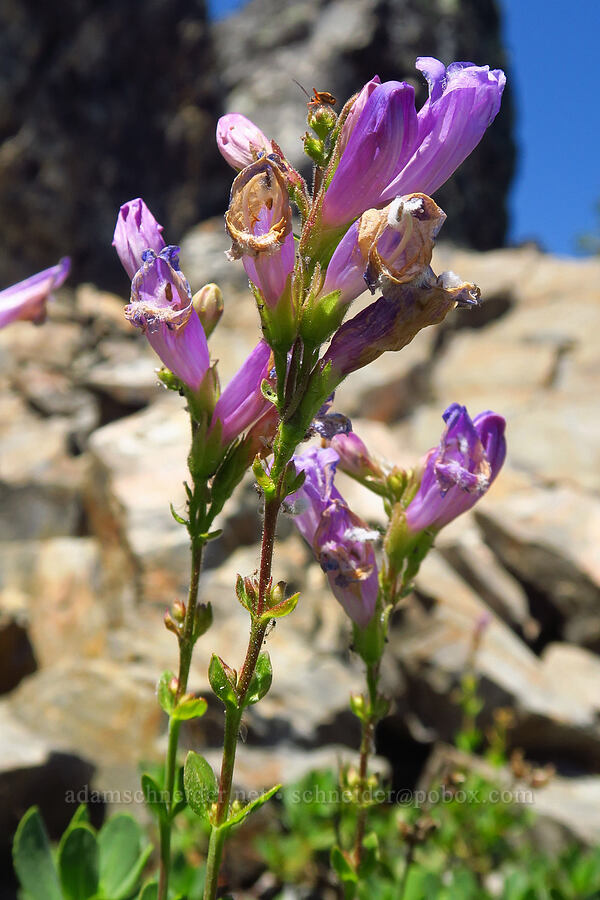 Davidson's penstemon (Penstemon davidsonii) [Whisky Peak, Rogue River-Siskiyou National Forest, Josephine County, Oregon]