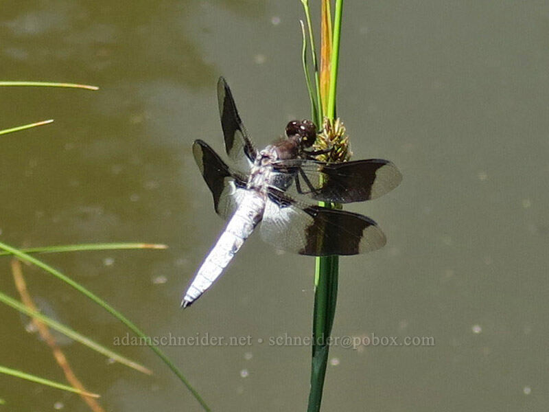 common white-tail dragonfly (Plathemis lydia) [Whisky Spring, Rogue River-Siskiyou National Forest, Josephine County, Oregon]