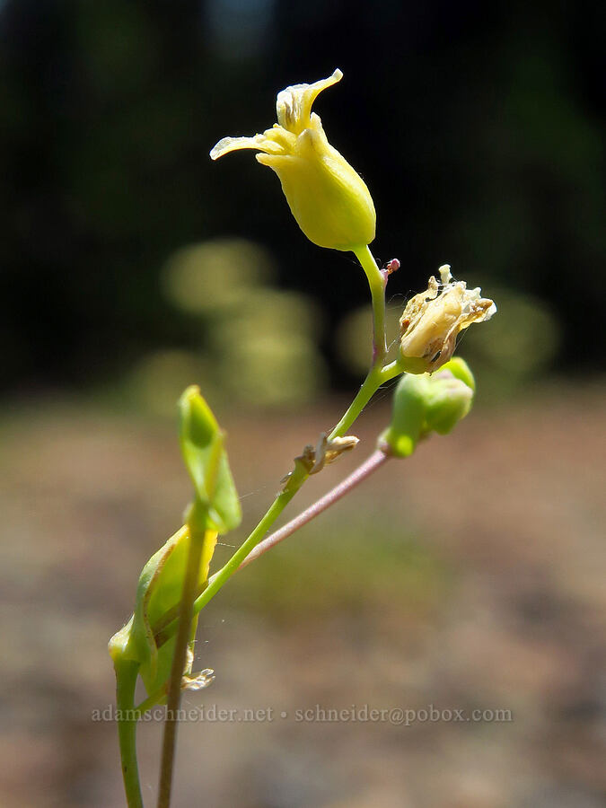 mountain jewel-flower (Streptanthus tortuosus) [Forest Road 1035-350, Rogue River-Siskiyou National Forest, Jackson County, Oregon]