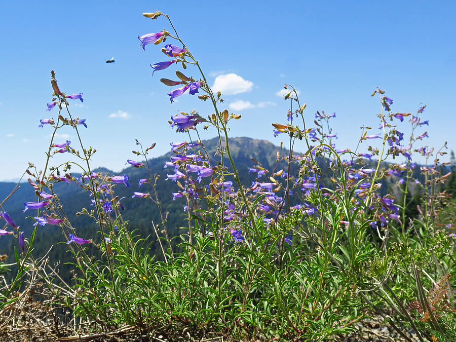 mountain blue penstemon (?) (Penstemon laetus var. sagittatus) [Forest Road 1040-700, Rogue River-Siskiyou National Forest, Josephine County, Oregon]