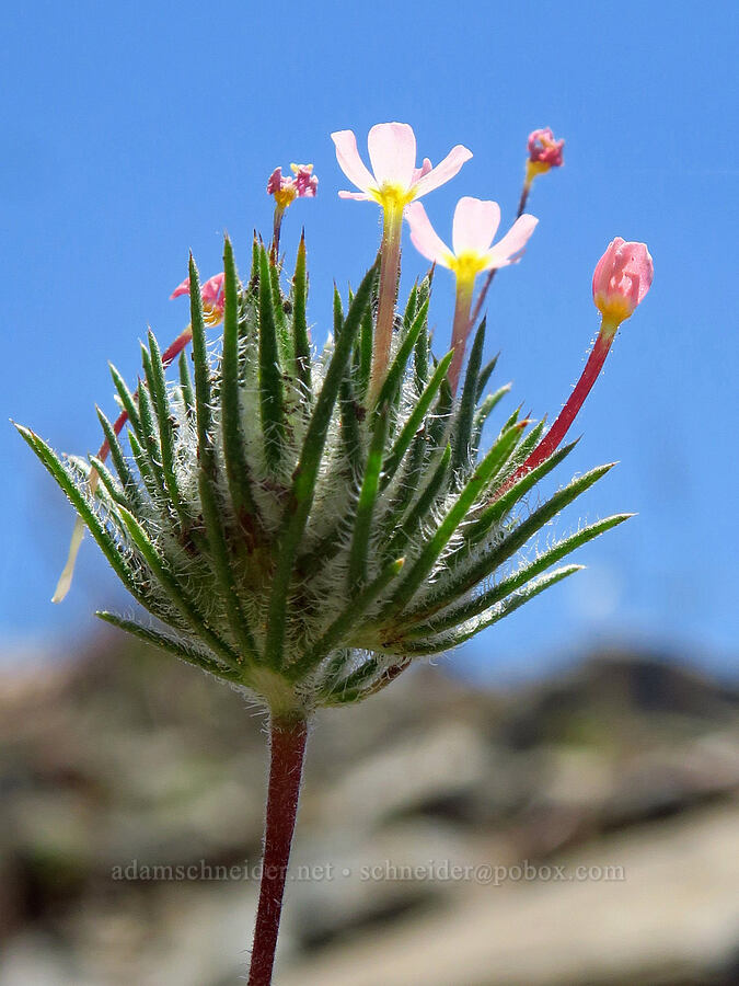 whiskerbrush (Leptosiphon ciliatus (Linanthus ciliatus)) [Forest Road 1040-700, Rogue River-Siskiyou National Forest, Josephine County, Oregon]