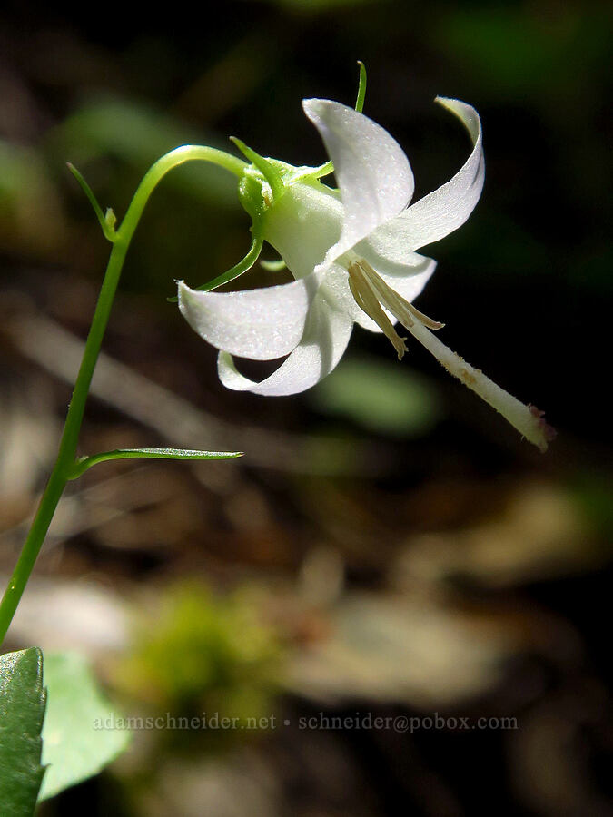 Scouler's harebells (Campanula scouleri) [Frog Pond/Cameron Meadows Trail, Red Buttes Wilderness, Siskiyou County, California]