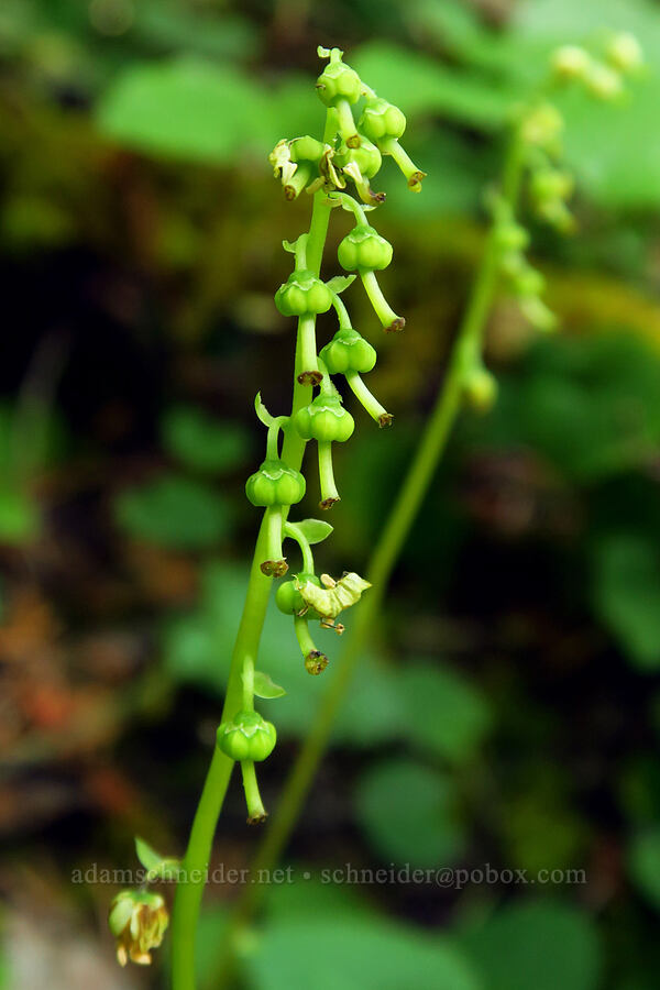one-sided wintergreen, going to seed (Orthilia secunda (Pyrola secunda)) [Frog Pond/Cameron Meadows Trail, Red Buttes Wilderness, Siskiyou County, California]