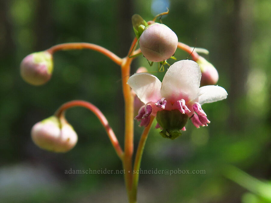 pipsissewa (Chimaphila umbellata) [Frog Pond/Cameron Meadows Trail, Red Buttes Wilderness, Siskiyou County, California]