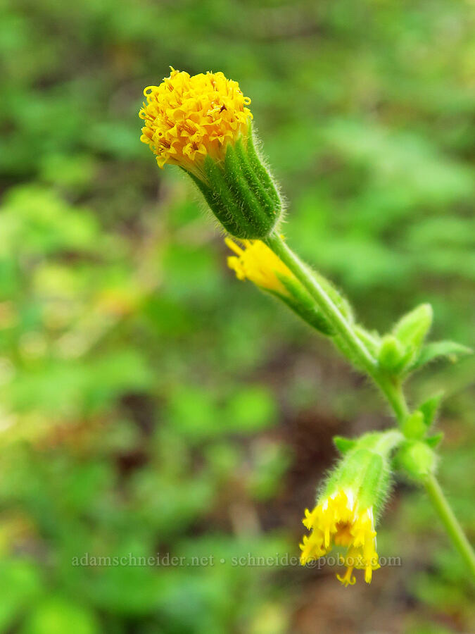 rayless arnica (Arnica discoidea) [Frog Pond/Cameron Meadows Trail, Red Buttes Wilderness, Siskiyou County, California]