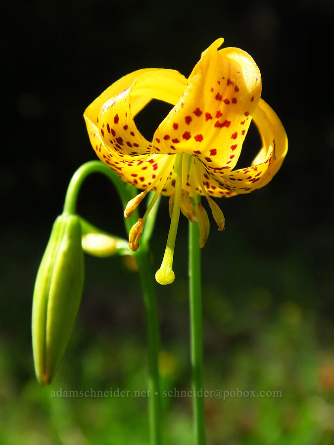 Wiggins' leopard lily (Lilium pardalinum ssp. wigginsii) [Forest Road 1040, Rogue River-Siskiyou National Forest, Josephine County, Oregon]