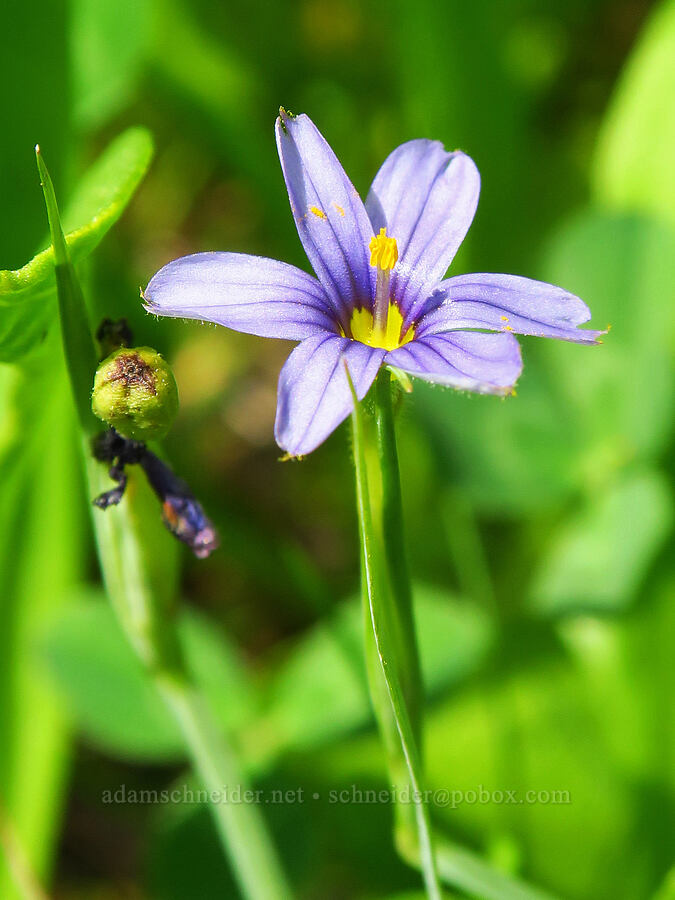 blue-eyed grass (Sisyrinchium idahoense) [Forest Road 1040, Rogue River-Siskiyou National Forest, Josephine County, Oregon]