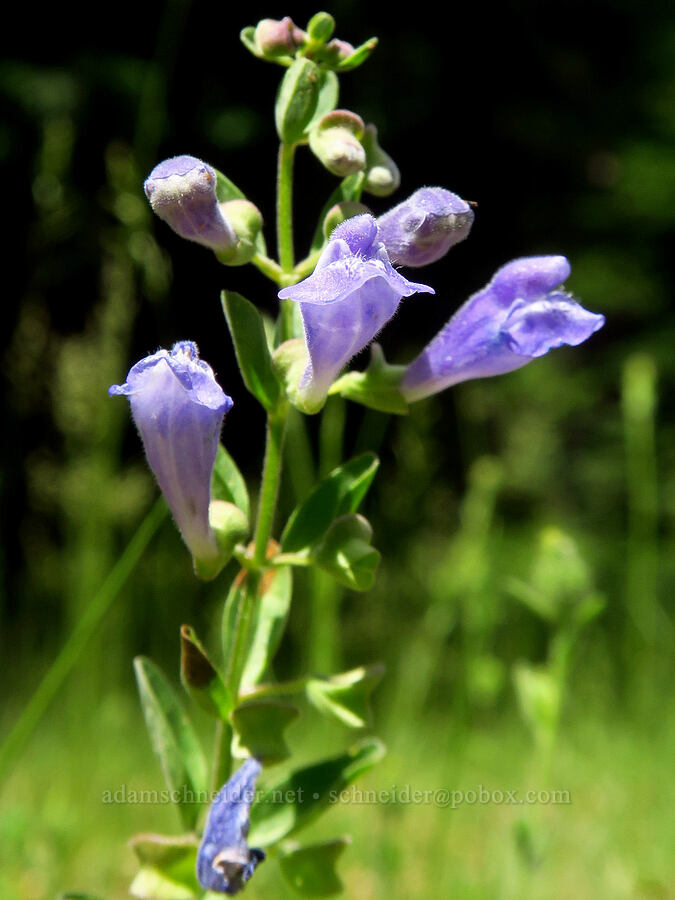 snapdragon skullcap (Scutellaria antirrhinoides) [Forest Road 1040, Rogue River-Siskiyou National Forest, Josephine County, Oregon]