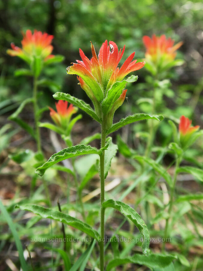 paintbrush (Castilleja sp.) [Hinkle Lake Trail, Rogue River-Siskiyou National Forest, Josephine County, Oregon]