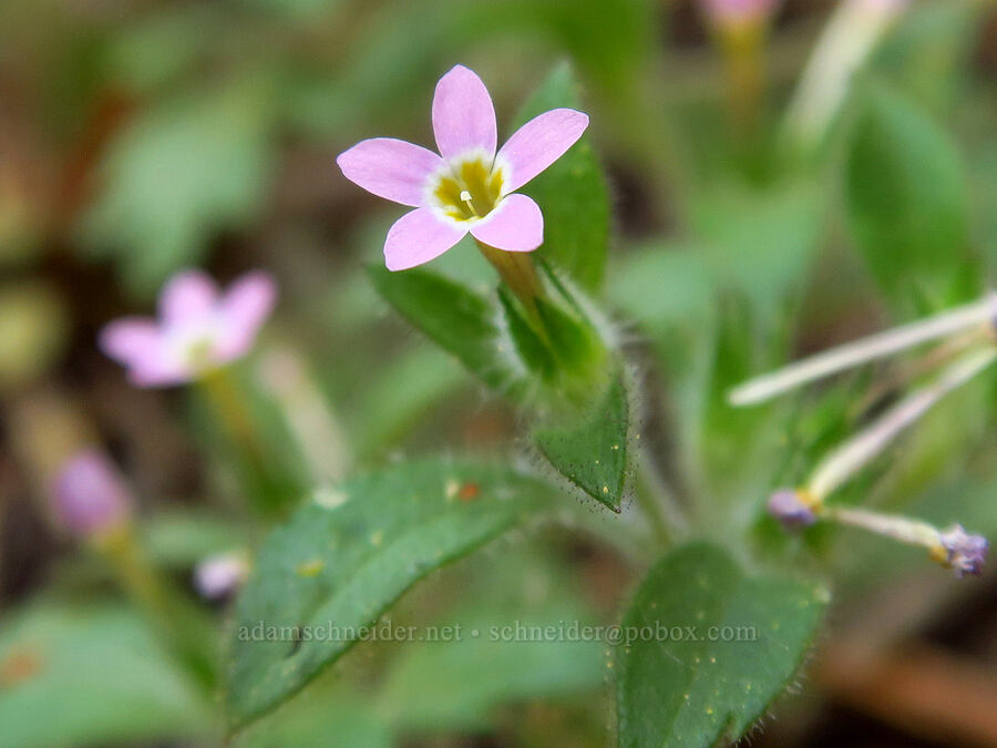 varied-leaf collomia (Collomia heterophylla) [Hinkle Lake Trail, Rogue River-Siskiyou National Forest, Josephine County, Oregon]