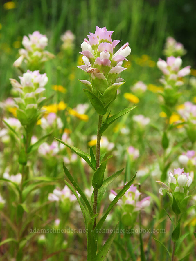 Siskiyou owl's-clover (Orthocarpus cuspidatus ssp. cuspidatus) [Hinkle Lake Trail, Rogue River-Siskiyou National Forest, Josephine County, Oregon]
