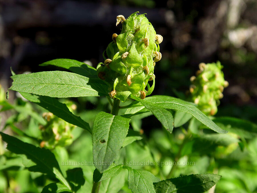 Howell's lousewort, fading (Pedicularis howellii) [Hinkle Lake Trail, Rogue River-Siskiyou National Forest, Josephine County, Oregon]