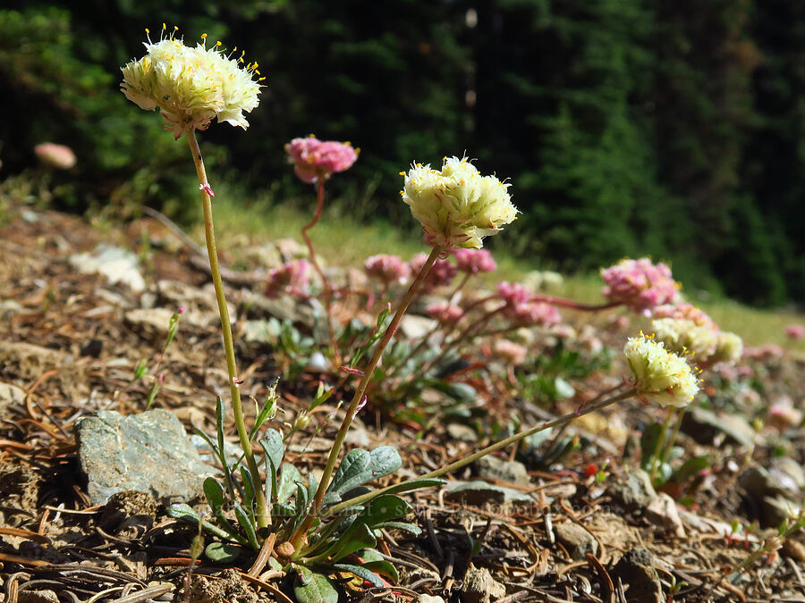 pussy-paws (Calyptridium umbellatum (Cistanthe umbellata)) [Hinkle Lake Trail, Rogue River-Siskiyou National Forest, Josephine County, Oregon]