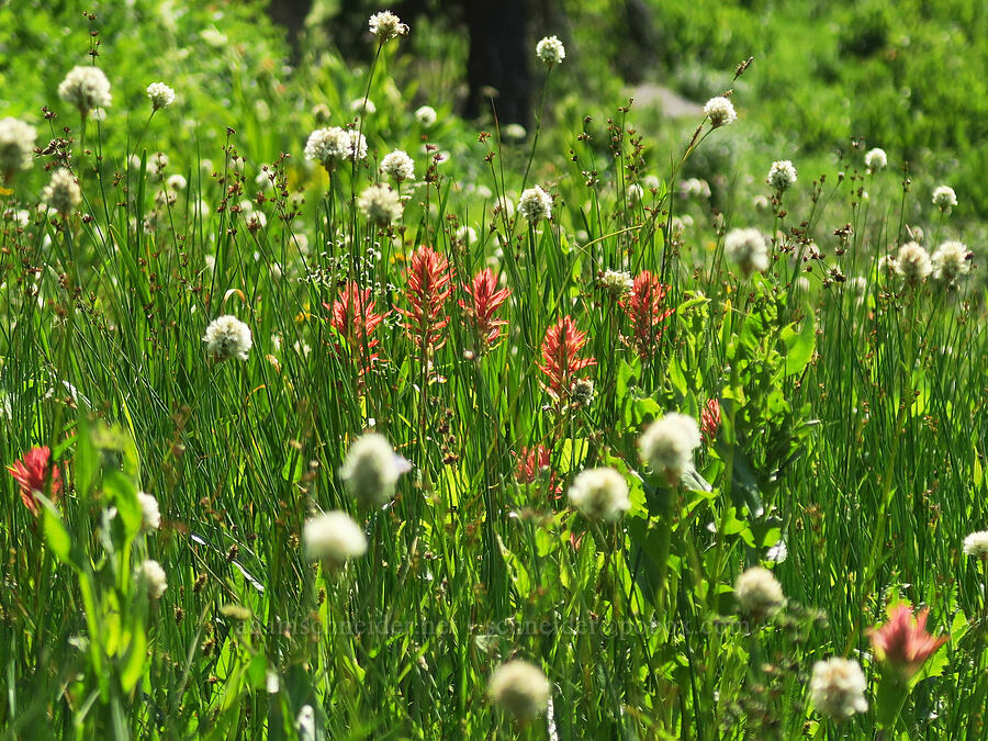 wildflowers [Hinkle Lake Trail, Rogue River-Siskiyou National Forest, Josephine County, Oregon]
