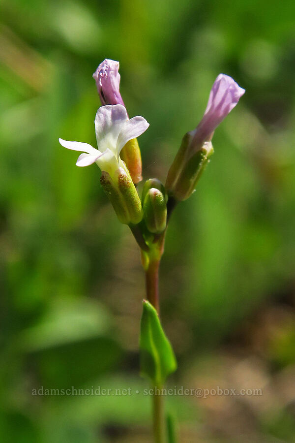 Howell's rock-cress (Boechera howellii (Arabis platysperma var. howellii)) [Hinkle Lake Trail, Rogue River-Siskiyou National Forest, Josephine County, Oregon]
