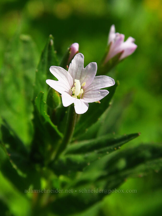 willow-herb (Epilobium ciliatum) [Hinkle Lake Trail, Rogue River-Siskiyou National Forest, Josephine County, Oregon]