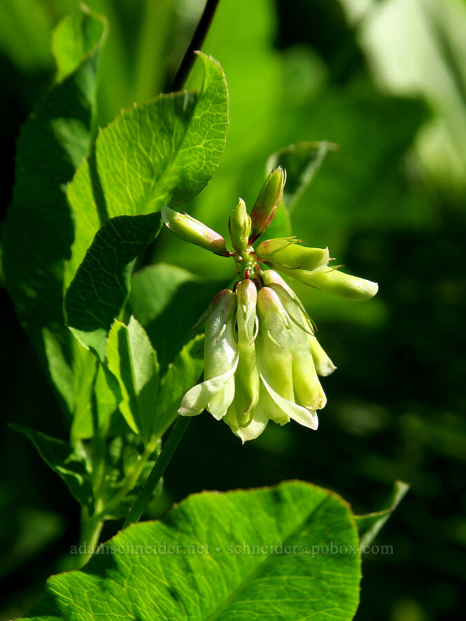 canyon clover (Trifolium howellii) [Hinkle Lake Trail, Rogue River-Siskiyou National Forest, Josephine County, Oregon]