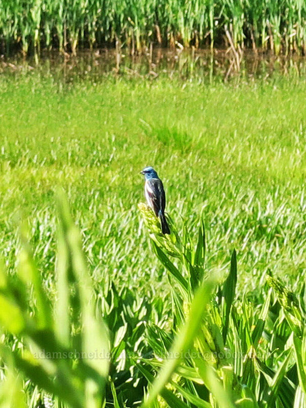 lazuli bunting (Passerina amoena) [Hinkle Lake Trail, Rogue River-Siskiyou National Forest, Josephine County, Oregon]