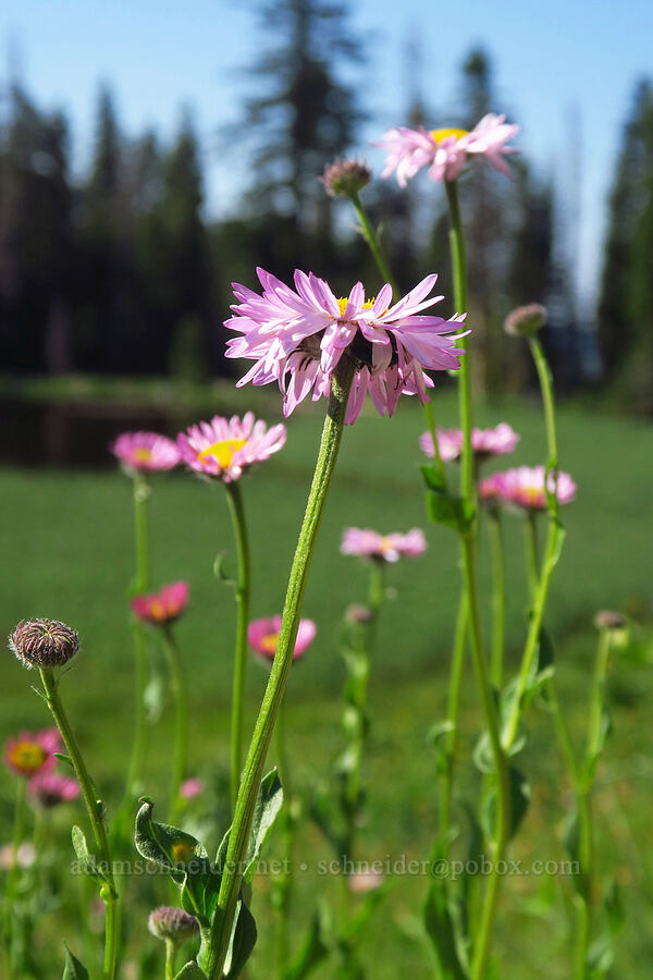 Alice's fleabane (Erigeron aliceae) [Hinkle Lake Trail, Rogue River-Siskiyou National Forest, Josephine County, Oregon]