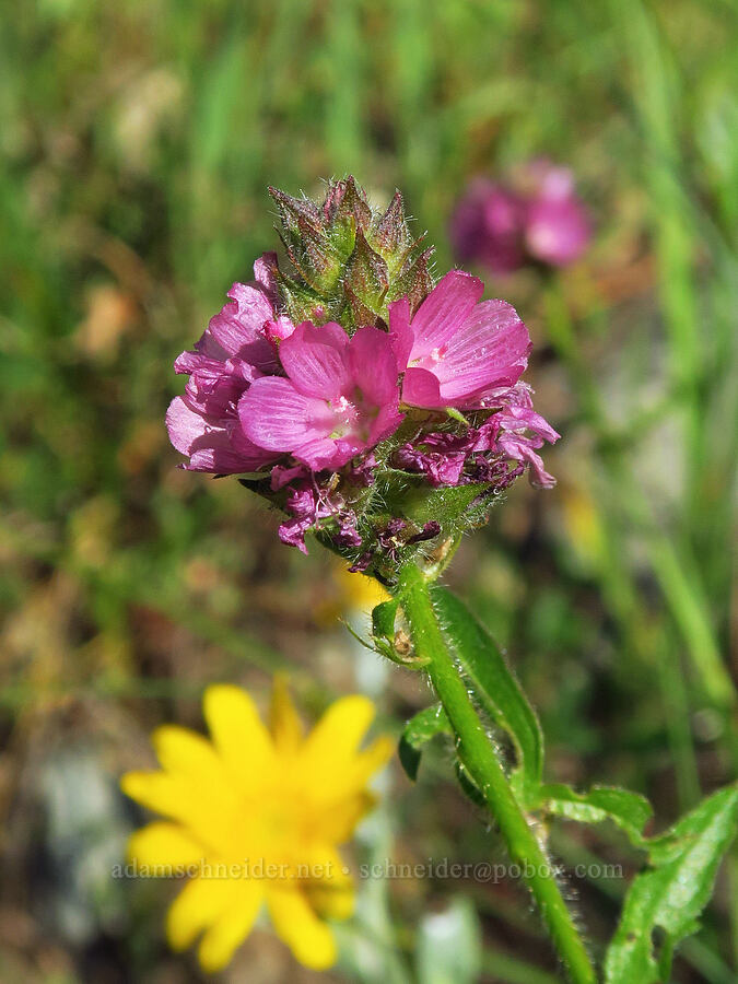 Oregon checker-mallow (Sidalcea oregana) [Hinkle Lake Trail, Rogue River-Siskiyou National Forest, Josephine County, Oregon]