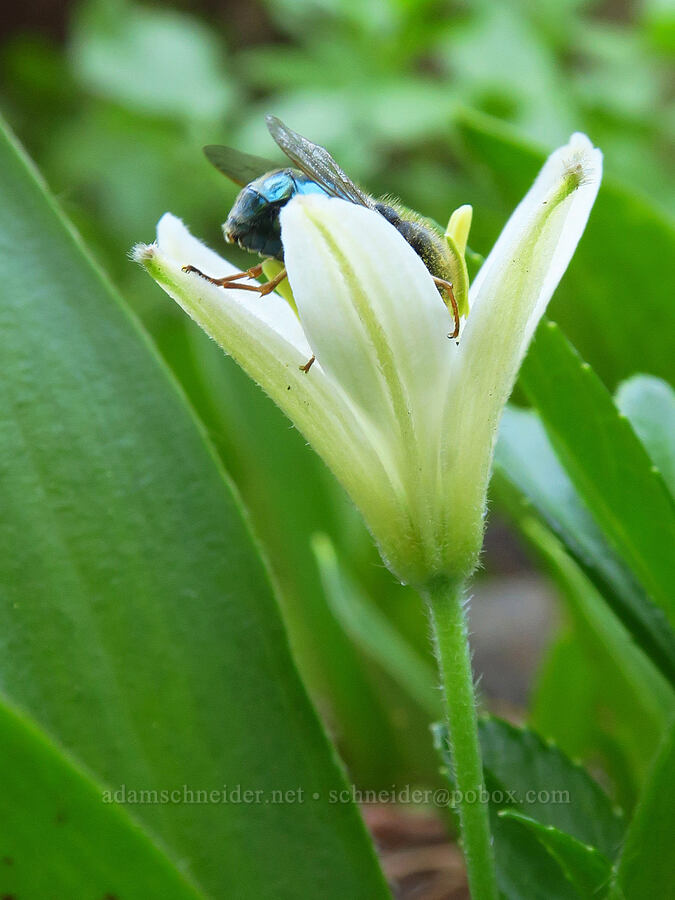 jeweled spider fly on a bead lily (Eulonchus tristis, Clintonia uniflora) [Hinkle Lake Trail, Rogue River-Siskiyou National Forest, Josephine County, Oregon]