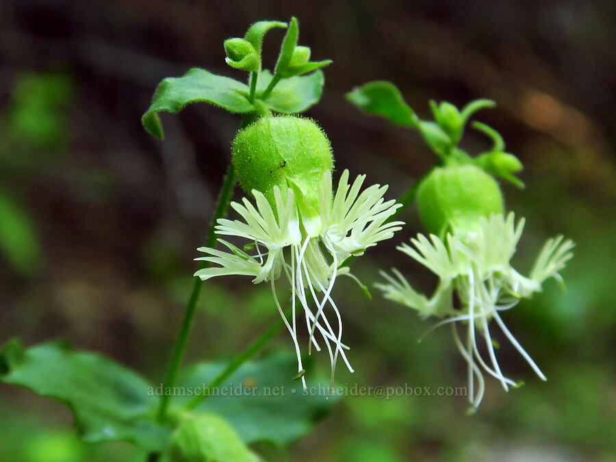 bell catchfly (Silene greenei ssp. greenei (Silene campanulata ssp. glandulosa)) [Hinkle Lake Trail, Rogue River-Siskiyou National Forest, Josephine County, Oregon]