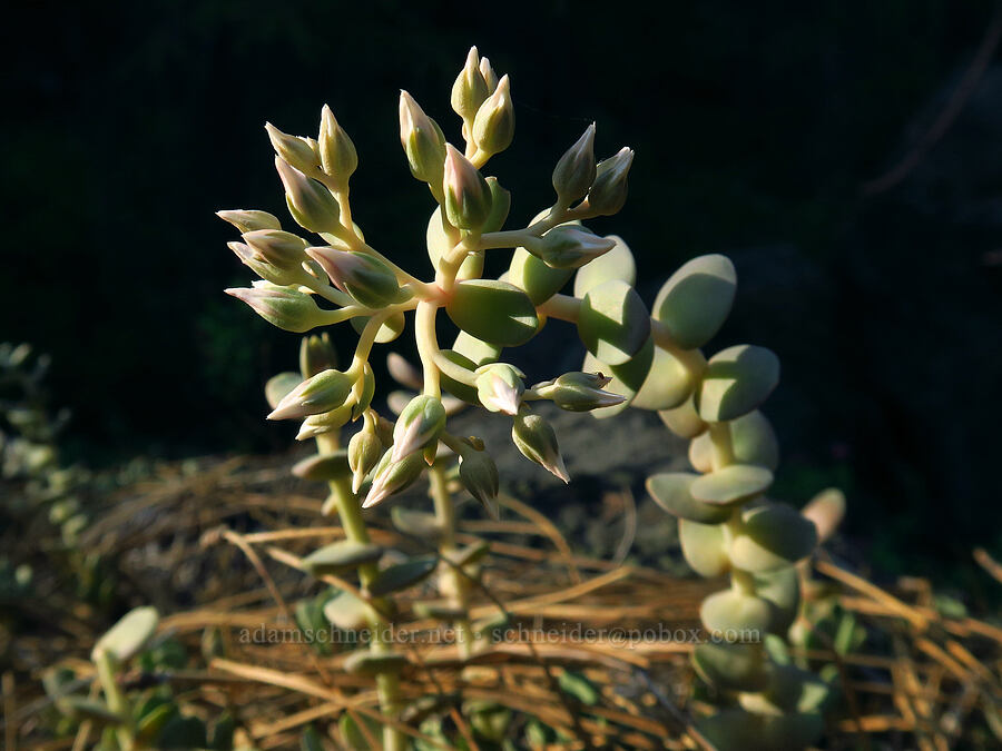 Heckner's rose-flower stonecrop, budding (Sedum laxum ssp. heckneri) [Forest Road 1040, Rogue River-Siskiyou National Forest, Siskiyou County, California]