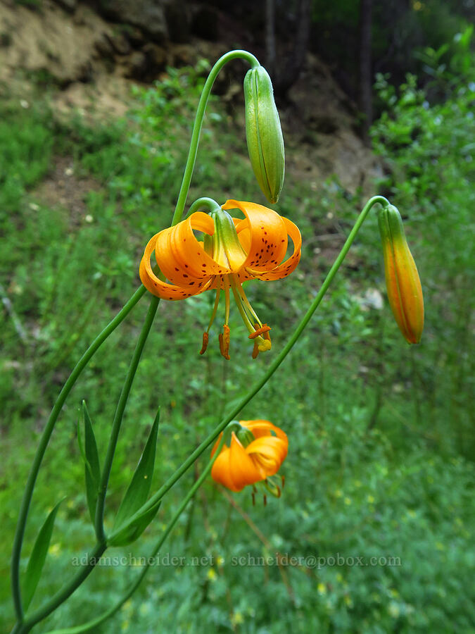Wiggins' leopard lily (Lilium pardalinum ssp. wigginsii) [Forest Road 1040, Rogue River-Siskiyou National Forest, Siskiyou County, California]