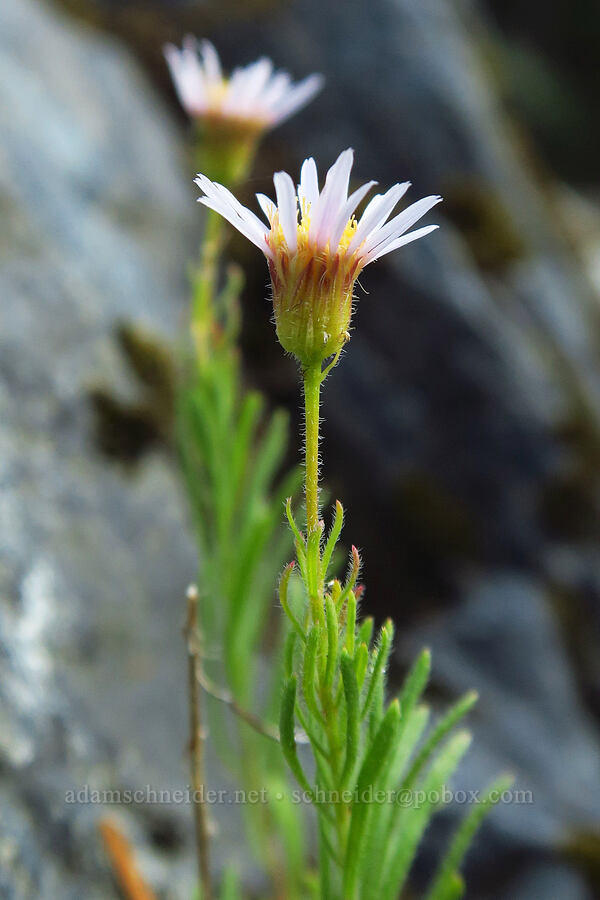 leafy fleabane (Erigeron foliosus var. confinis) [Forest Road 1040, Rogue River-Siskiyou National Forest, Siskiyou County, California]