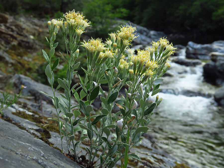 silver-back luina (Luina hypoleuca) [Forest Road 1040, Rogue River-Siskiyou National Forest, Siskiyou County, California]