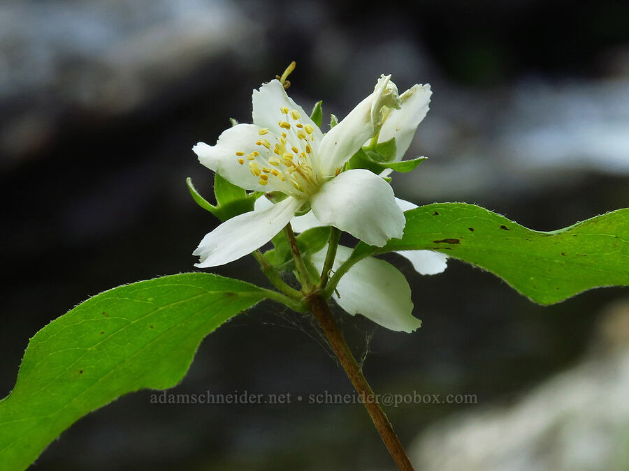 Lewis' mock-orange (Philadelphus lewisii) [Forest Road 1040, Rogue River-Siskiyou National Forest, Siskiyou County, California]