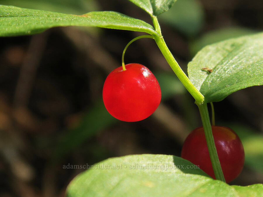 small twisted-stalk berries (Streptopus streptopoides (Streptopus streptopoides var. brevipes)) [Damfino Lakes Trail, Mt. Baker-Snoqualmie National Forest, Whatcom County, Washington]