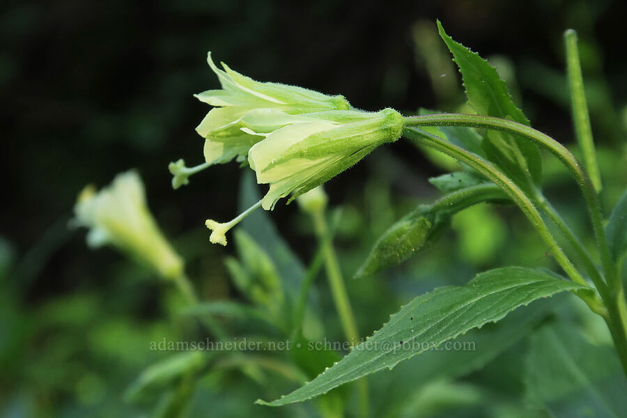 yellow willow-herb (Epilobium luteum) [Damfino Lakes Trail, Mt. Baker-Snoqualmie National Forest, Whatcom County, Washington]